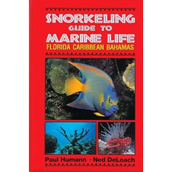 Snorkeling Guide To Marine Life